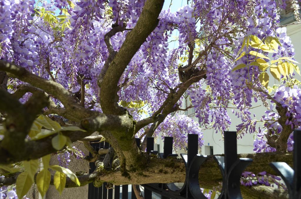 Wisteria Bed and Breakfast Fontainebleau Exterior foto